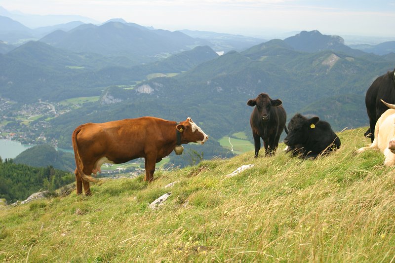Schafbergbahn