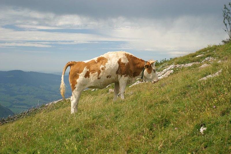 Schafbergbahn